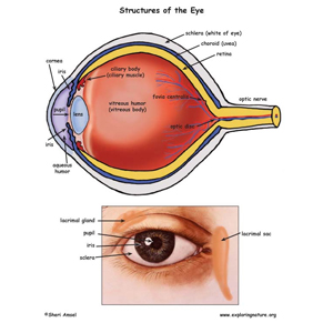 Best eye specialist in Chandigarh,